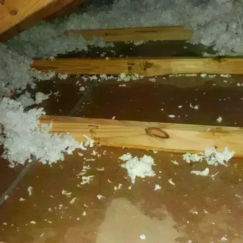 Attic Water Damage in Zephyrhills, FL