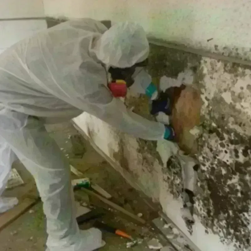 Mold Remediation and Removal in Zephyrhills, FL